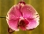Orchidee-rh-03.jpg