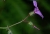 Blte Geranium rubescens.jpg