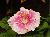 hibiskus1.jpg