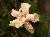 hibiskus2.jpg