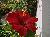 hibiskus3.jpg