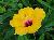 hibiskus4.jpg