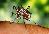 Images_mosquito-aedes-aegypti.jpg