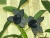 Orchidee-rh-02.jpg