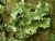 Parmotrema perlatum-Chao dos Louros 8.05 Laurus.JPG