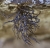 Roccella canariensis f6,3  t1-100 ISO400 50mm.jpg