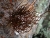 Roccella tuberculata.jpg