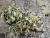Ramalina bourgeana.JPG