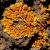 -Xanthoria ectaneoides (X. aureola)-6333.jpg