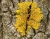 -Xanthoria parietina-091002 Tamron  f4  1-40  ISO100  18 Bilder.jpg