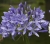 090717-Agapanthus_Einzelblte.jpg