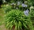 110703 Agapanthus.JPG