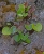 Adiantum reniforme.jpg