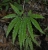 Adiantum hispidulum.jpg