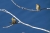 Vogel1.jpg
