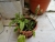 DSC00485.JPG