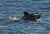 DSC_3786a.JPG
