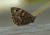 Hipparchia maderensis.jpg
