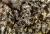 Leptochidium-albociliatum-4312a.jpg