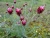 DSC09344.JPG