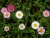 Erigeron karvinskianus  Beschreikraut-180526 Boca do Risco  Christel.jpg