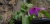 schlingpflanze  scheinblüte.jpg