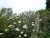 k-P1150815.JPG