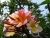 k-P1150818.JPG
