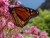 DSC00075.JPG