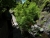 DSC00173.JPG