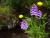 DSC02343.JPG