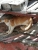 IMG-20190425-WA0136.jpg
