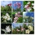 DSC_0259-COLLAGE.jpg