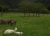 DSC01648 chao.JPG