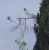 DSC09442 bussard? santana.JPG