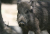 300px-Wild_Boar_frontal.jpg