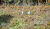 DSCF4008.JPG