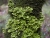 Sticta canariensis-120922  Madeira Seixal   Elmarit   f2,8   ISO160   1-100sec   1 Bild-klein.jpg