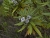 Weidenblättrige Kugelblume2.jpg