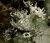 Parmotrema crinitum-120916 Madeira Queimadas    Elmarit   SL29mm    f5.6   ISO160   1-25sec   A   6 Bilder.jpg