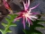Epiphyllum anguliger 1.JPG