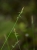 Carex_ peregrina2.jpg