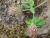 Trifolium-180526a Boca do Risco.jpg
